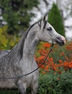 Emlahaba vient en France !